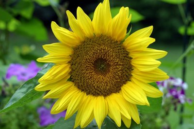 Sunflower Perfect.jpg