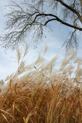 Fountain grass blowing in the fall breeze