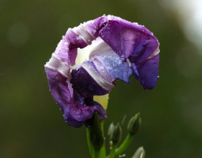 Morning Glory in the first snow