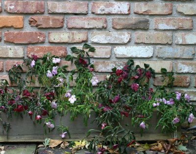 Frozen FLowers the morning of the first frost