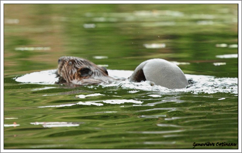 Castor / Castor canadensis