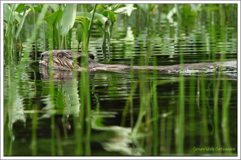 Castor / Castor canadensis