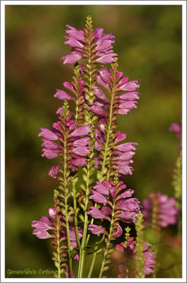 Physostgie de Virginie /  Physostegia virginiana