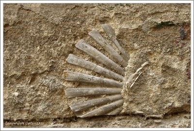 Fossile dans la pierre des murs