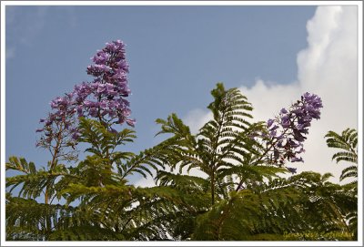 Jacaranda, 2e floraison
