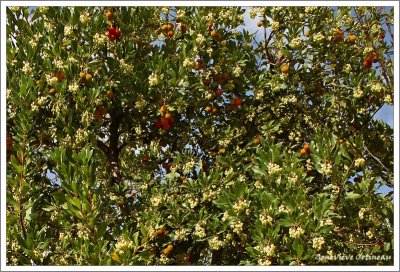 Arbousier, fleurs et fruitrs