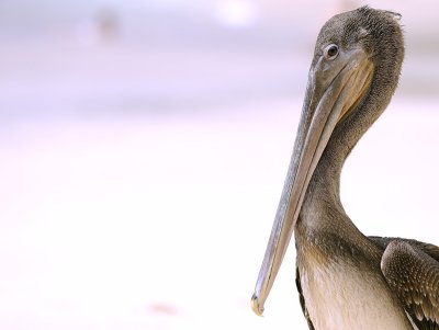 pelicano2