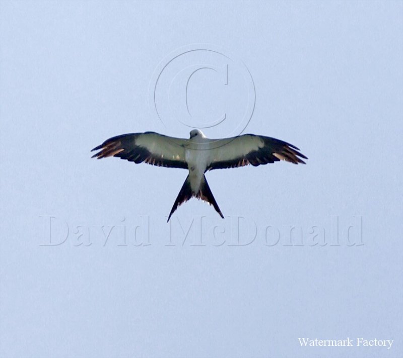 Swallow-tailed Kite_3697.jpg