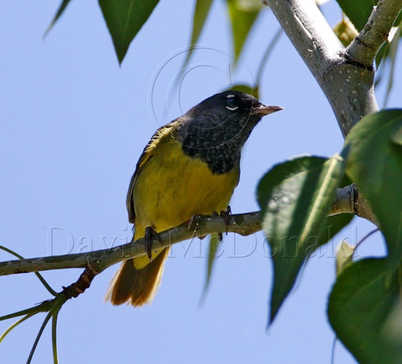 MacGillivrays Warbler - male breeding_1178.jpg