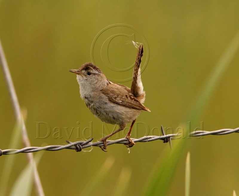 Marsh Wren_2582.jpg