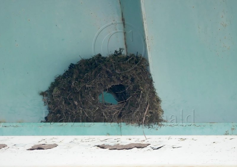American Dipper - nest_0003.jpg