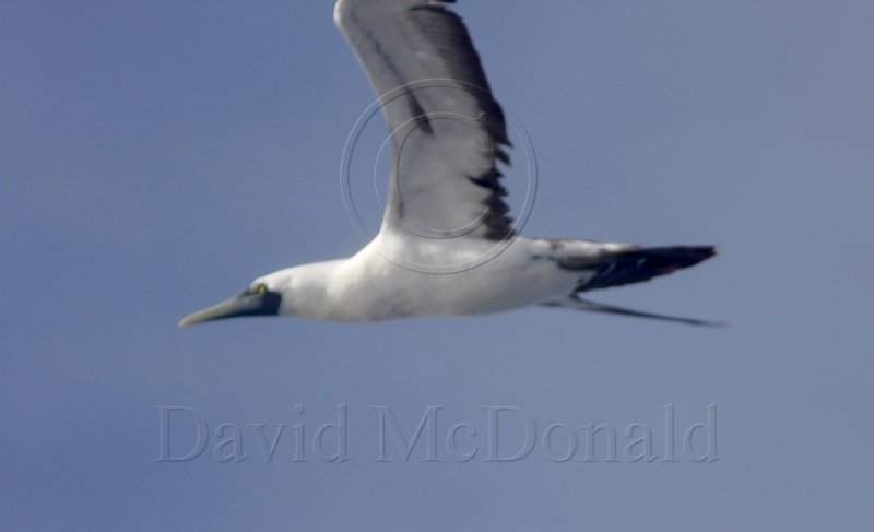 Masked Booby adult_4152.jpg