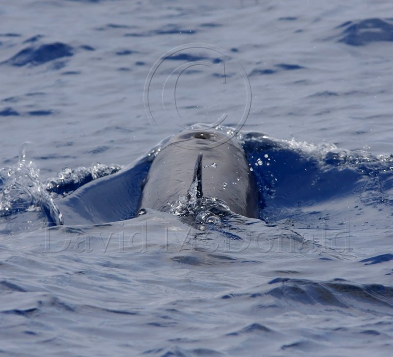 Rissos Dolphin_4273.jpg