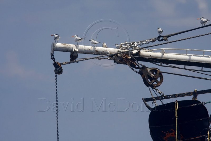 Terns on shrimpboat_4559.jpg