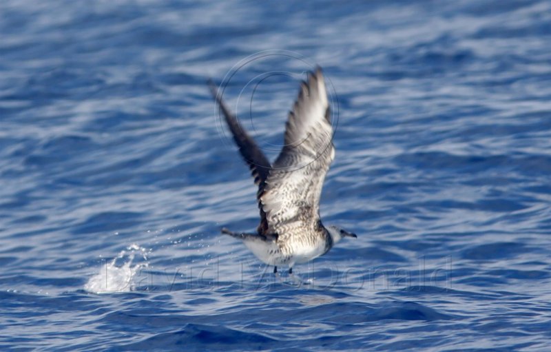 Pomarine Jaeger_4792.jpg