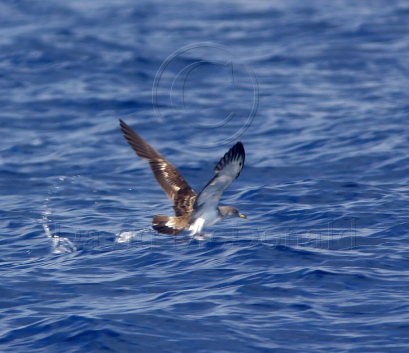 Corys Shearwater_4775.jpg