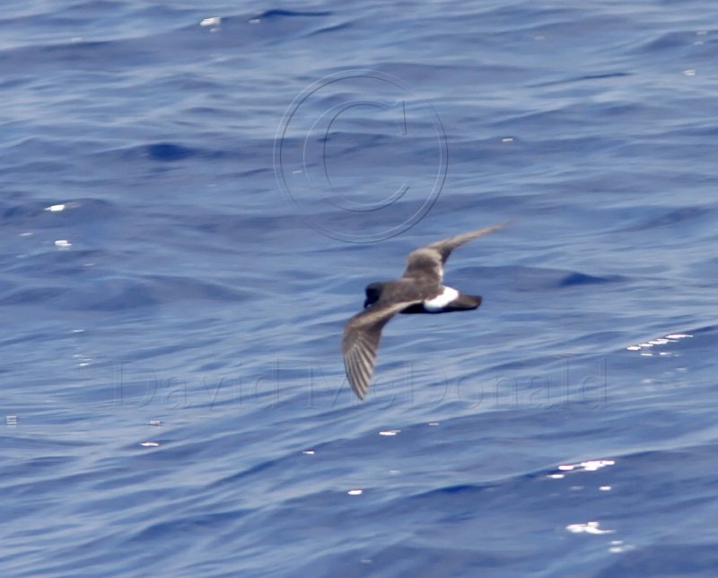 Band-rumped Storm-Petrel_4541.jpg