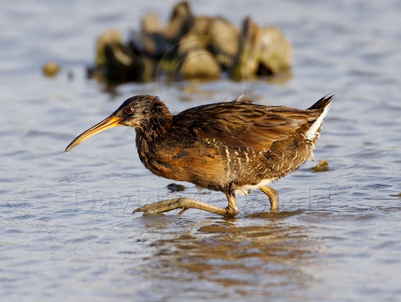 Clapper Rail_7760.jpg