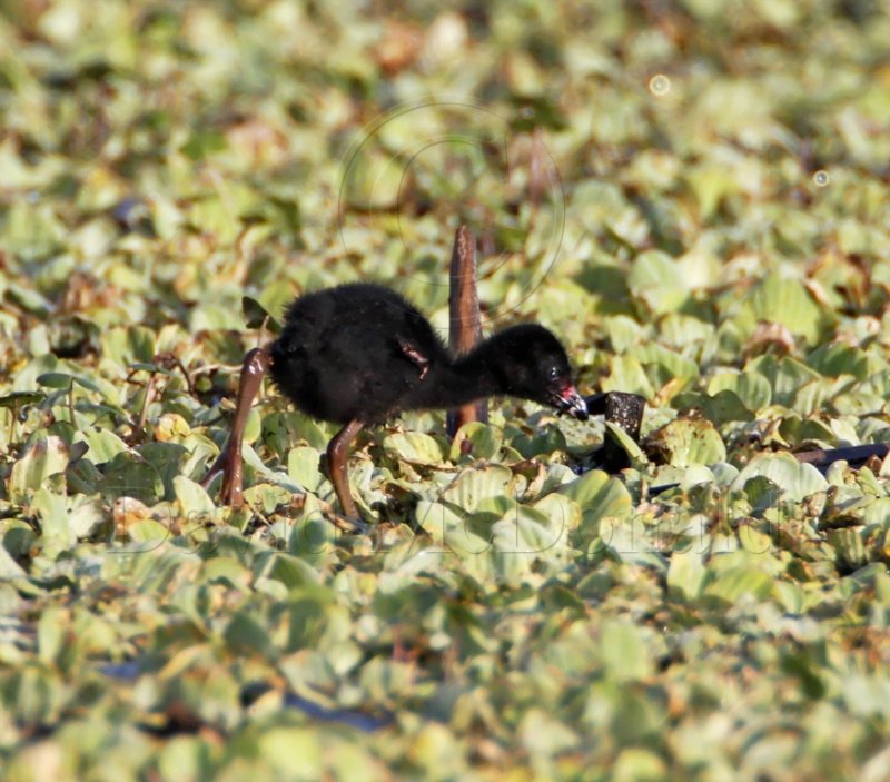 Purple Gallinule - chick_3090.jpg