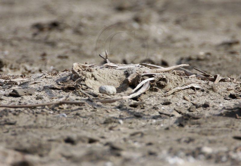 Least Tern nest with eggs_7306.jpg