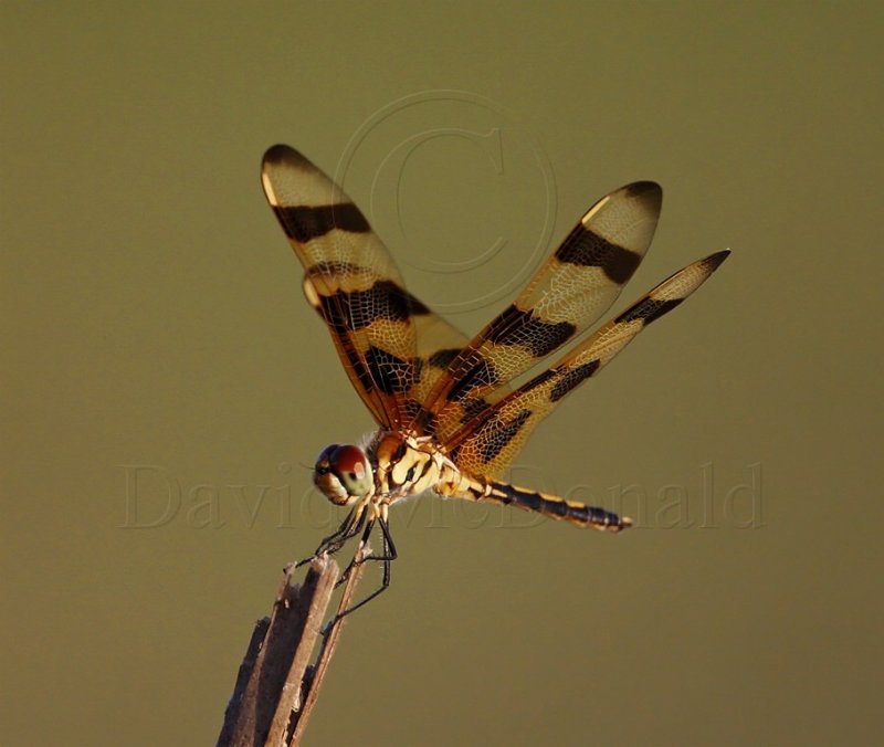 Halloween Pennant - male_3060.jpg