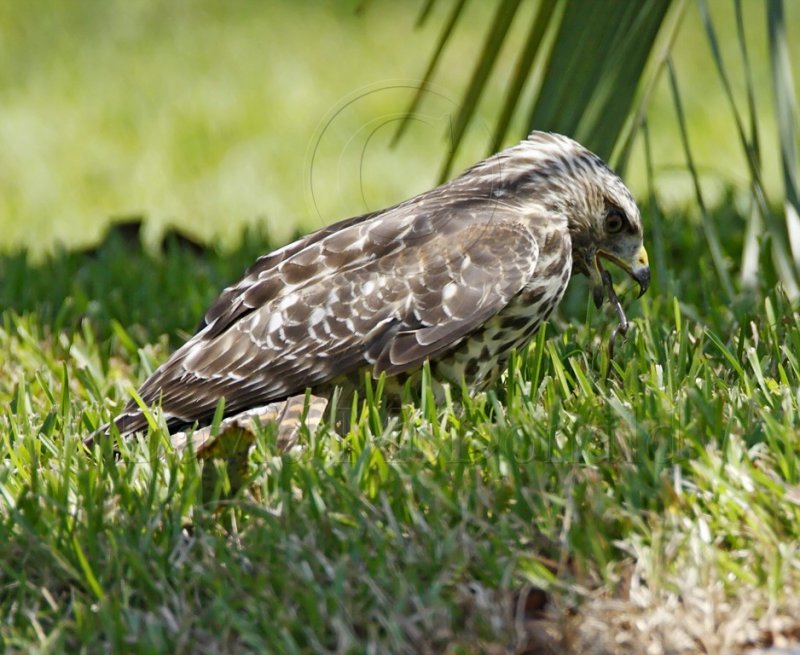 Red-shouldered Hawk_7699.jpg