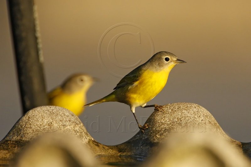 Nashville Warbler_7794.jpg