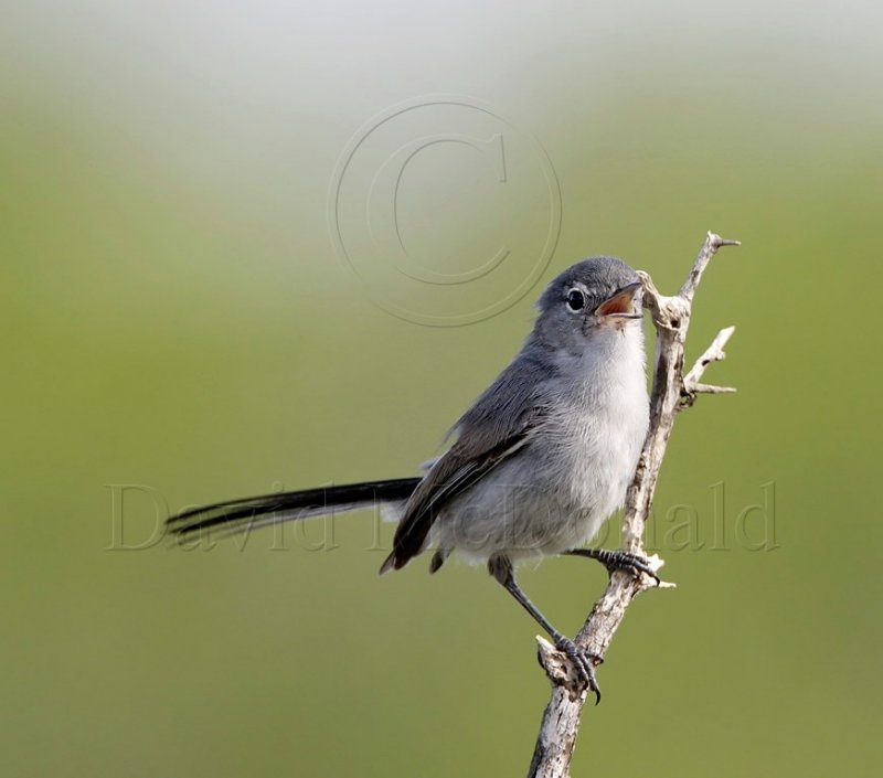 S005-2 Black-tailed Gnatcatcher_5063.jpg