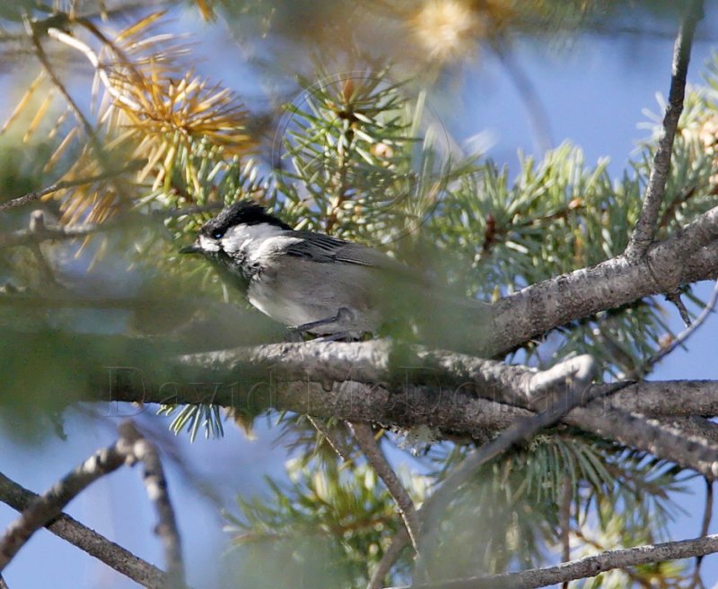 Mexican Chickadee_9802.jpg