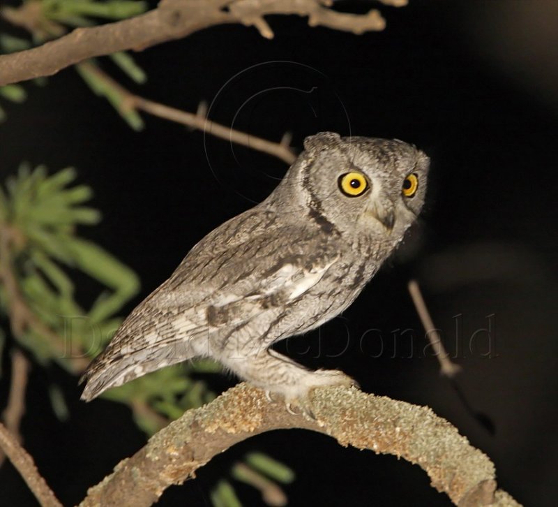 Western Screech-Owl_0061.jpg