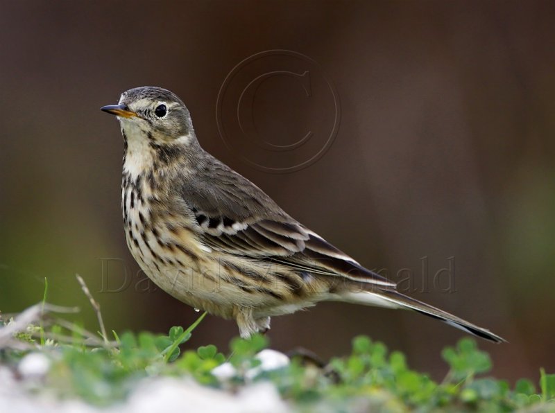 American Pipit - winter_3185.jpg