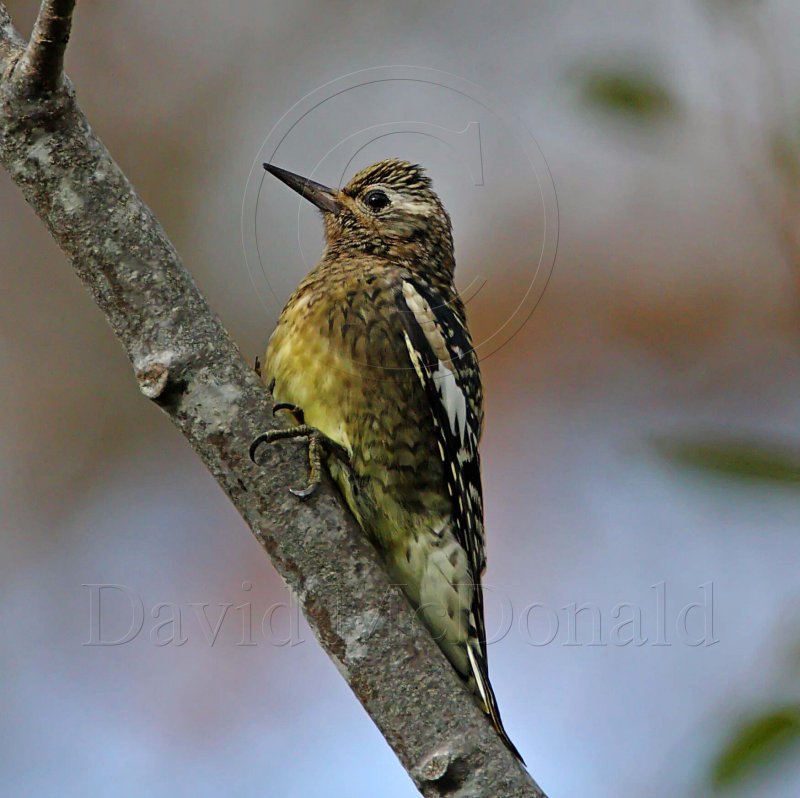 Yellow-bellied Sapsucker - juvenile_4653.jpg