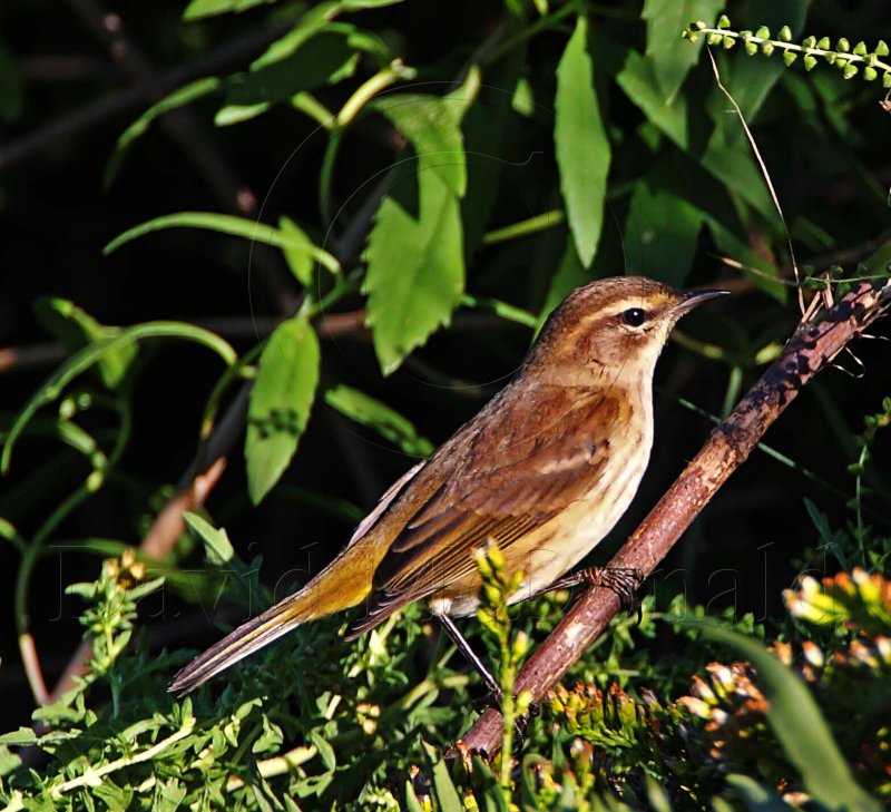 Palm Warbler_5477.jpg