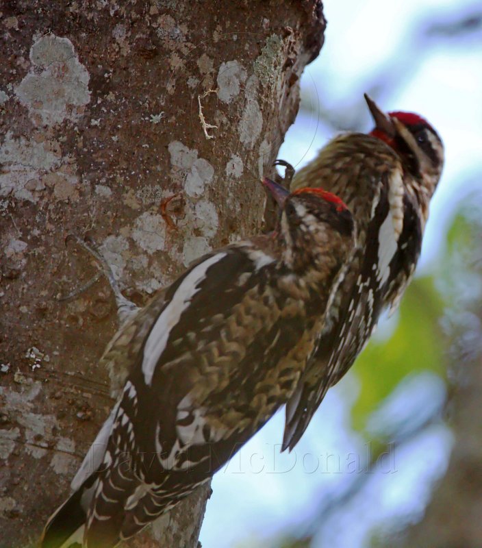 Yellow-bellied Sapsuckers_5316.jpg