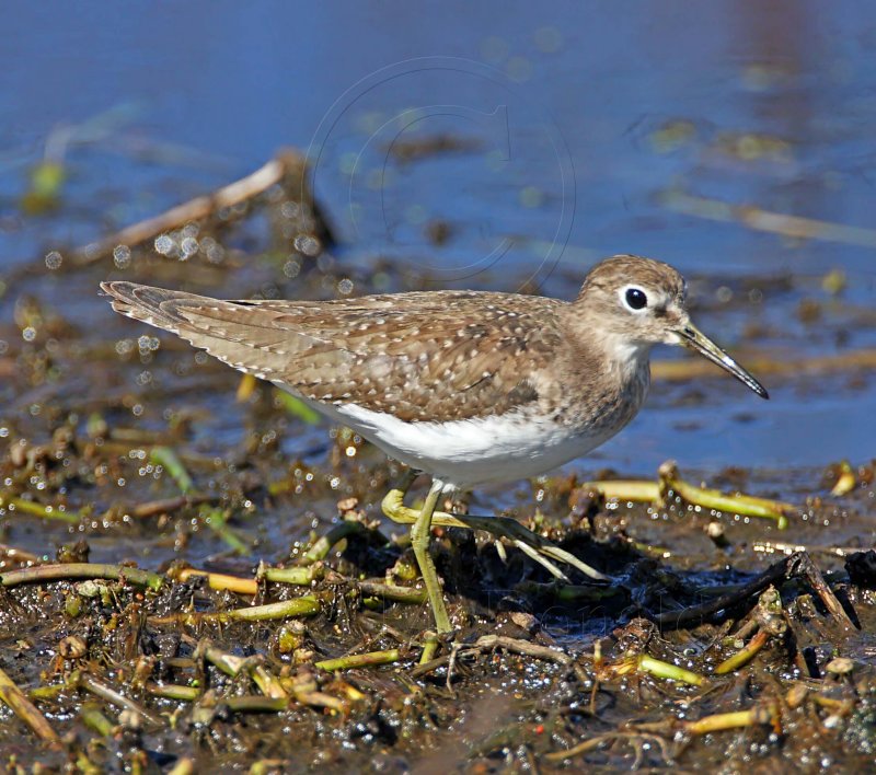 Solitary Sandpiper - basic_5508.jpg