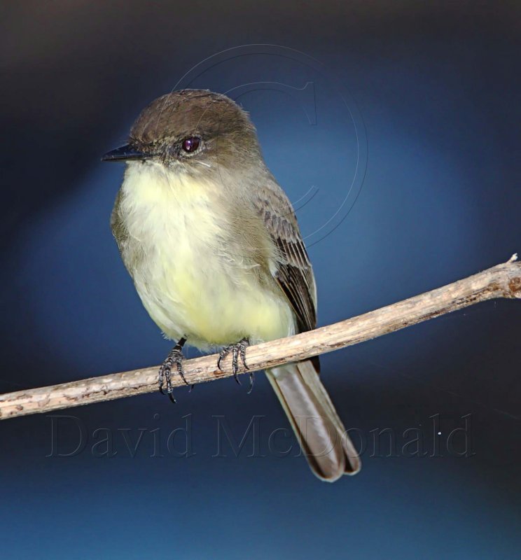Eastern Phoebe_5523.jpg