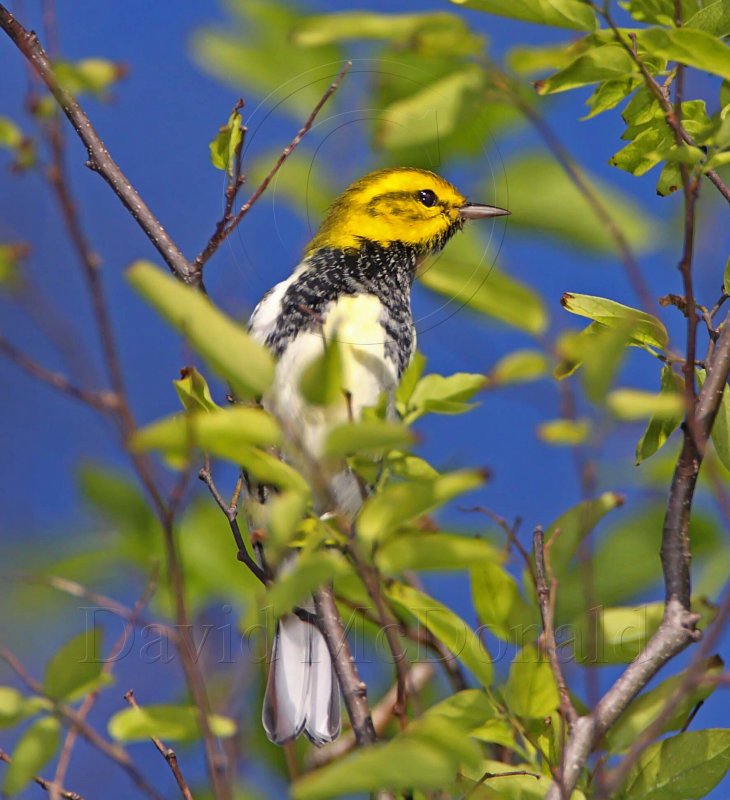 Black-throated Green Warbler_5862.jpg