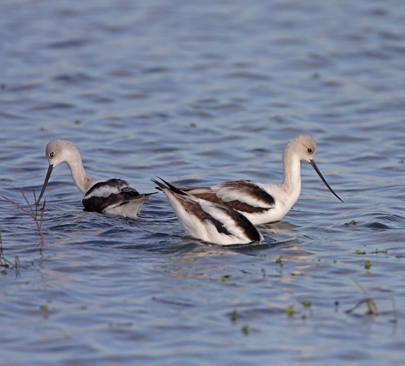 American Avocet_5891.jpg