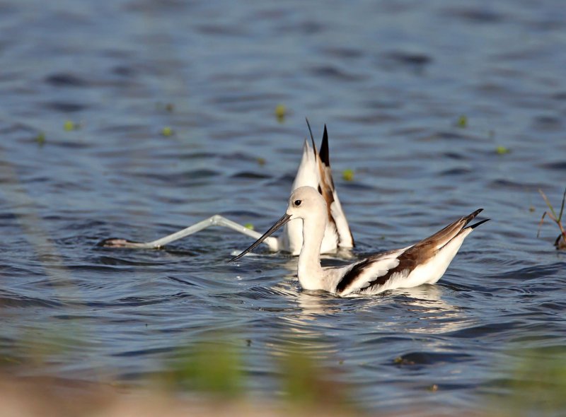 American Avocet_5897.jpg