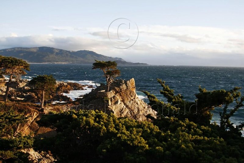 Lone Cypress_0372L.jpg