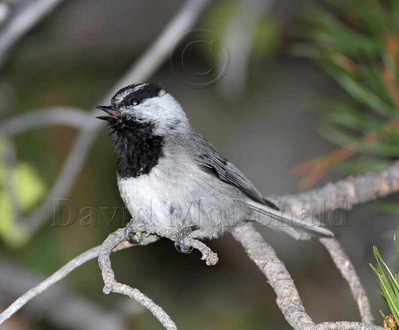 Mountain Chickadee_2267.jpg