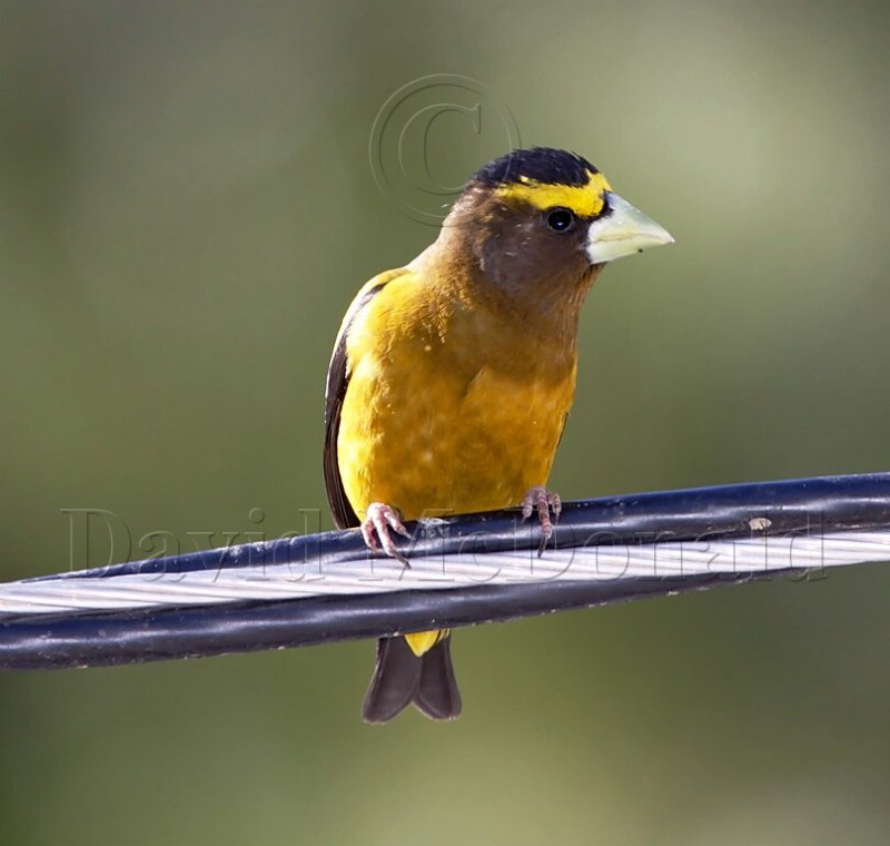 Evening Grosbeak - male_2197.jpg