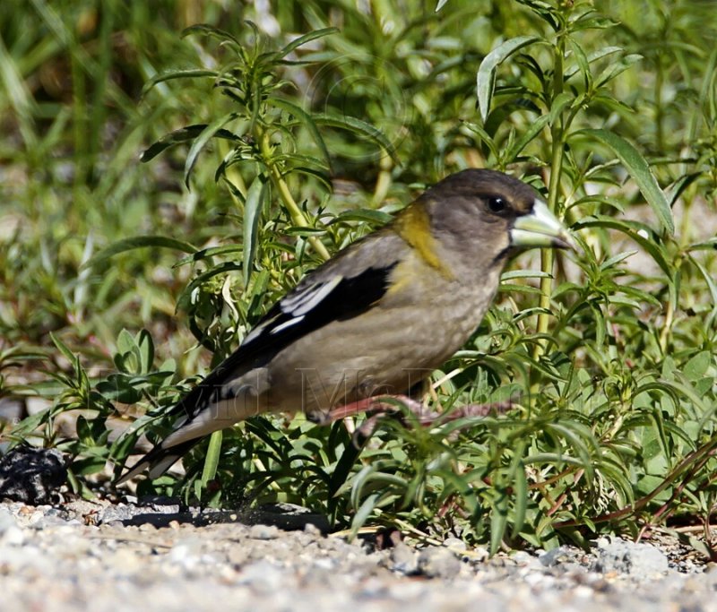 Evening Grosbeak - female_1651.jpg