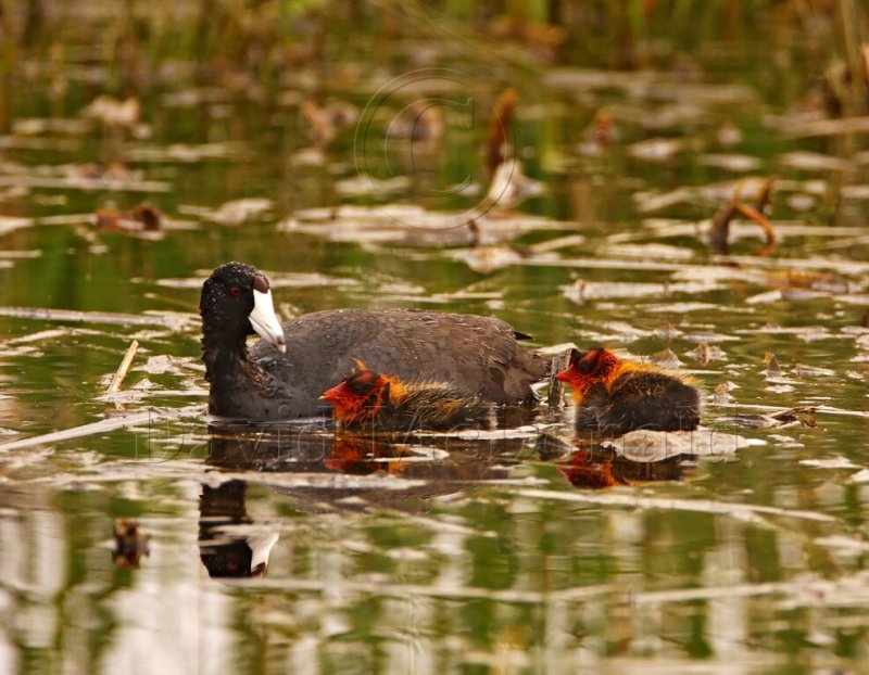 American Coot w chicks_2518.jpg