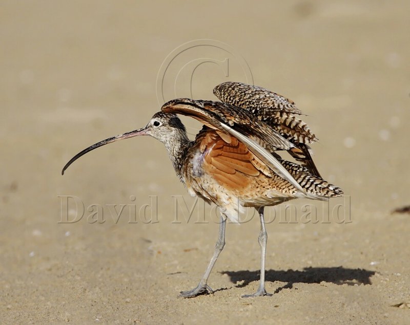 Long-billed Curlew_3195.jpg