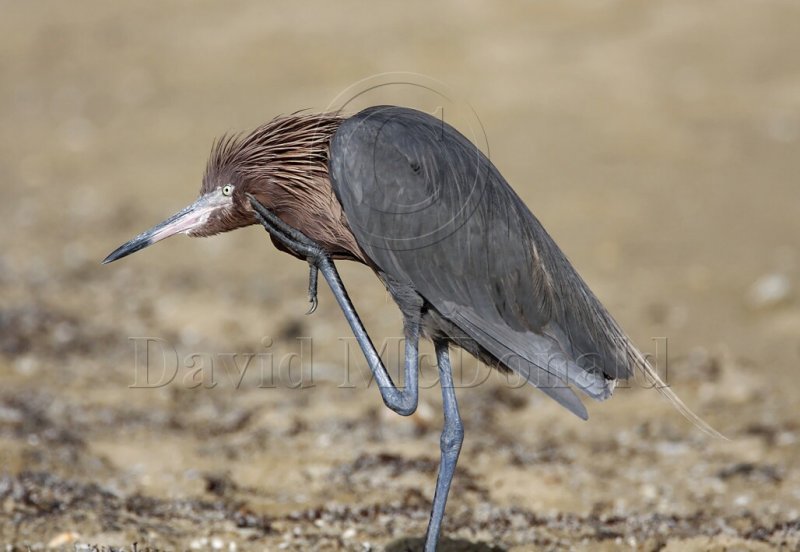 Reddish Egret - non-breeding_3322.jpg