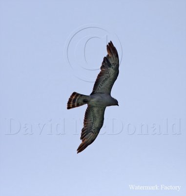 Mississippi Kite - juvenile_3737.jpg