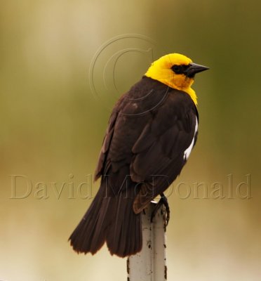 Birds of Sierras, CA