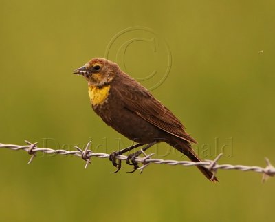 Yellow-headed Blackbird - female_2434.jpg