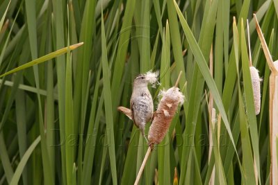 Marsh Wren_2571.jpg